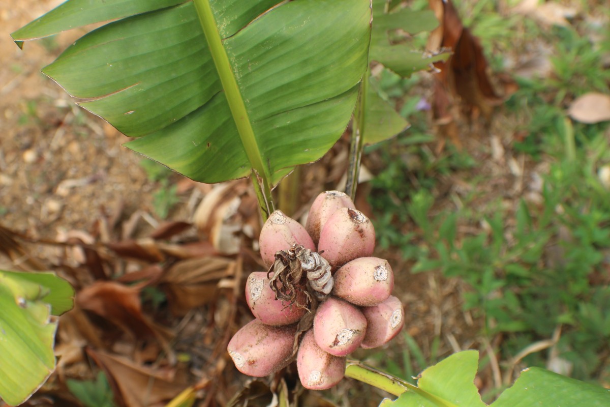 Musa velutina H.Wendl. & Drude